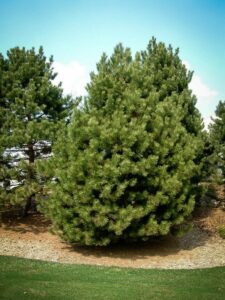 Сосна Чёрная (Pinus Nigra) купить по цене от 270.00р. в интернет-магазине «Посадика» с доставкой почтой в в Курчатове и по всей России – [изображение №1].