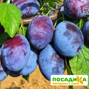 Слива Чачакская ранняя купить по цене от 229.00р. в интернет-магазине «Посадика» с доставкой почтой в в Курчатове и по всей России – [изображение №1].