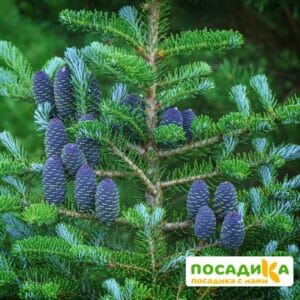 Пихта корейская (Abies koreana) купить по цене от 450.00р. в интернет-магазине «Посадика» с доставкой почтой в в Курчатове и по всей России – [изображение №1].