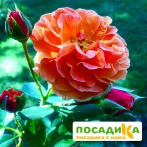 Роза Арабия купить по цене от 350.00р. в интернет-магазине «Посадика» с доставкой почтой в в Курчатове и по всей России – [изображение №1].