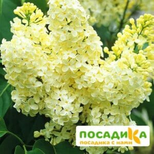 Сирень Примроуз (Primrose) купить по цене от 529.00р. в интернет-магазине «Посадика» с доставкой почтой в в Курчатове и по всей России – [изображение №1].