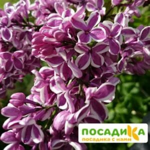 Сирень Сенсация купить по цене от 529.00р. в интернет-магазине «Посадика» с доставкой почтой в в Курчатове и по всей России – [изображение №1].