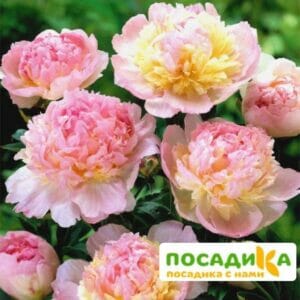 Пион Распберри Сандей (Paeonia Raspberry Sundae) купить по цене от 959р. в интернет-магазине «Посадика» с доставкой почтой в в Курчатове и по всей России – [изображение №1].