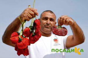 Клубника Гигант Джорнея купить по цене от 266р. в интернет-магазине «Посадика» с доставкой почтой в в Курчатове и по всей России – [изображение №1].