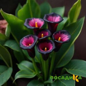 Калла Аура Лейс купить по цене от 400р. в интернет-магазине «Посадика» с доставкой почтой в в Курчатове и по всей России – [изображение №1].