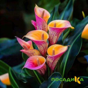 Калла Оникс купить по цене от 450р. в интернет-магазине «Посадика» с доставкой почтой в в Курчатове и по всей России – [изображение №1].