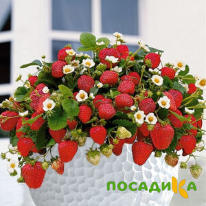 Клубника Рубиновый Шепот (горшечная) купить по цене от 240р. в интернет-магазине «Посадика» с доставкой почтой в в Курчатове и по всей России – [изображение №1].