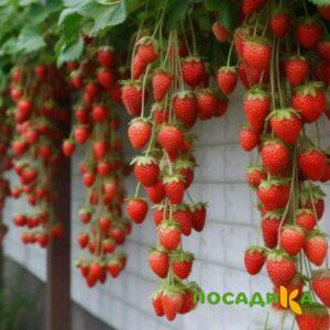 Клубника вьющаяся Комплимент купить по цене от 470р. в интернет-магазине «Посадика» с доставкой почтой в в Курчатове и по всей России – [изображение №1].