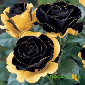 Роза Ханни Сикл купить по цене от 700р. в интернет-магазине «Посадика» с доставкой почтой в в Курчатове и по всей России – [изображение №1].