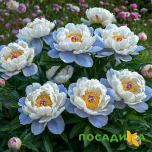 Пион акварельный Этюд купить по цене от 806р. в интернет-магазине «Посадика» с доставкой почтой в в Курчатове и по всей России – [изображение №1].