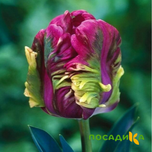 Тюльпан Экзотик Хэвен купить по цене от 186р. в интернет-магазине «Посадика» с доставкой почтой в в Курчатове и по всей России – [изображение №1].