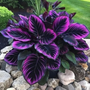 Хоста Люминоза купить по цене от 450р. в интернет-магазине «Посадика» с доставкой почтой в в Курчатове и по всей России – [изображение №1].