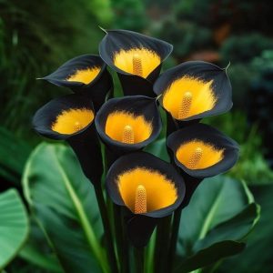 Калла Легато купить по цене от 620р. в интернет-магазине «Посадика» с доставкой почтой в в Курчатове и по всей России – [изображение №1].