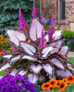 Хоста Кримэн Дрим купить по цене от 549р. в интернет-магазине «Посадика» с доставкой почтой в в Курчатове и по всей России – [изображение №1].