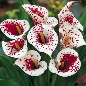 Калла Эмпайр купить по цене от 302р. в интернет-магазине «Посадика» с доставкой почтой в в Курчатове и по всей России – [изображение №1].