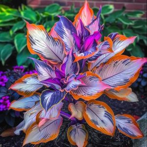 Хоста Эмеральд Тиара купить по цене от 602р. в интернет-магазине «Посадика» с доставкой почтой в в Курчатове и по всей России – [изображение №1].