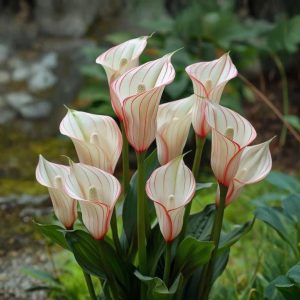 Калла Глейшер купить по цене от 299р. в интернет-магазине «Посадика» с доставкой почтой в в Курчатове и по всей России – [изображение №1].