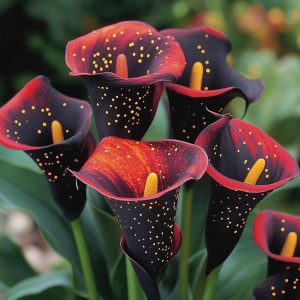 Калла Нуар купить по цене от 299р. в интернет-магазине «Посадика» с доставкой почтой в в Курчатове и по всей России – [изображение №1].