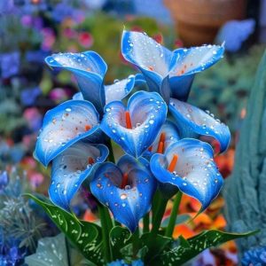 Калла Портрейт купить по цене от 292р. в интернет-магазине «Посадика» с доставкой почтой в в Курчатове и по всей России – [изображение №1].