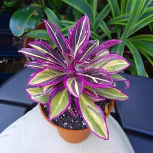 Хоста Сильвер Стик купить по цене от 650р. в интернет-магазине «Посадика» с доставкой почтой в в Курчатове и по всей России – [изображение №1].