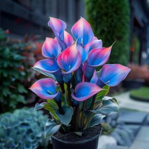 Калла Импрессия купить по цене от 590р. в интернет-магазине «Посадика» с доставкой почтой в в Курчатове и по всей России – [изображение №1].