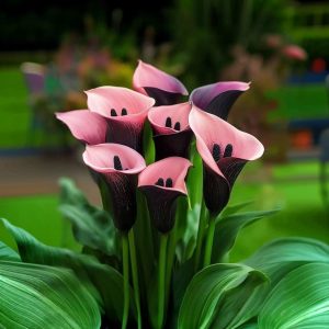 Калла Энигма купить по цене от 291р. в интернет-магазине «Посадика» с доставкой почтой в в Курчатове и по всей России – [изображение №1].