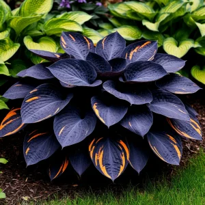 Хоста Умбра купить по цене от 349р. в интернет-магазине «Посадика» с доставкой почтой в в Курчатове и по всей России – [изображение №1].