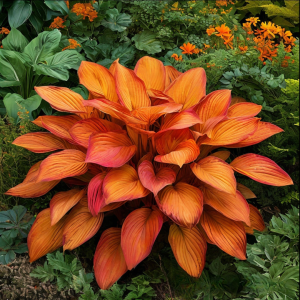 Хоста Солнечный Нектар купить по цене от 605р. в интернет-магазине «Посадика» с доставкой почтой в в Курчатове и по всей России – [изображение №1].