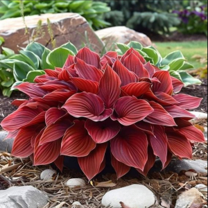 Хоста Малыш Шедевр купить по цене от 421р. в интернет-магазине «Посадика» с доставкой почтой в в Курчатове и по всей России – [изображение №1].