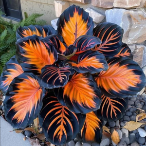 Хоста Сикрет Форест купить по цене от 601р. в интернет-магазине «Посадика» с доставкой почтой в в Курчатове и по всей России – [изображение №1].