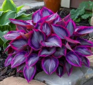 Хоста Сикрет Гарденс купить по цене от 549р. в интернет-магазине «Посадика» с доставкой почтой в в Курчатове и по всей России – [изображение №1].