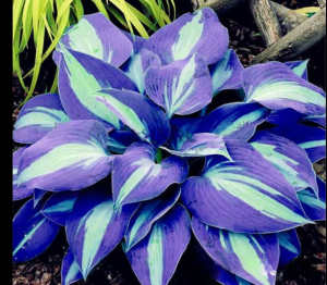 Хоста Аурелия купить по цене от 450р. в интернет-магазине «Посадика» с доставкой почтой в в Курчатове и по всей России – [изображение №1].